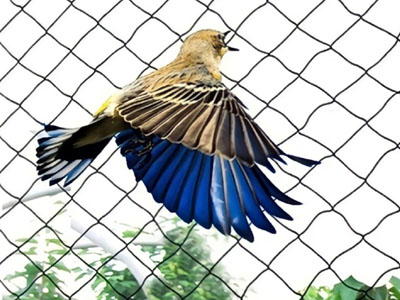Anti-bird net installation for Chennai homes and offices